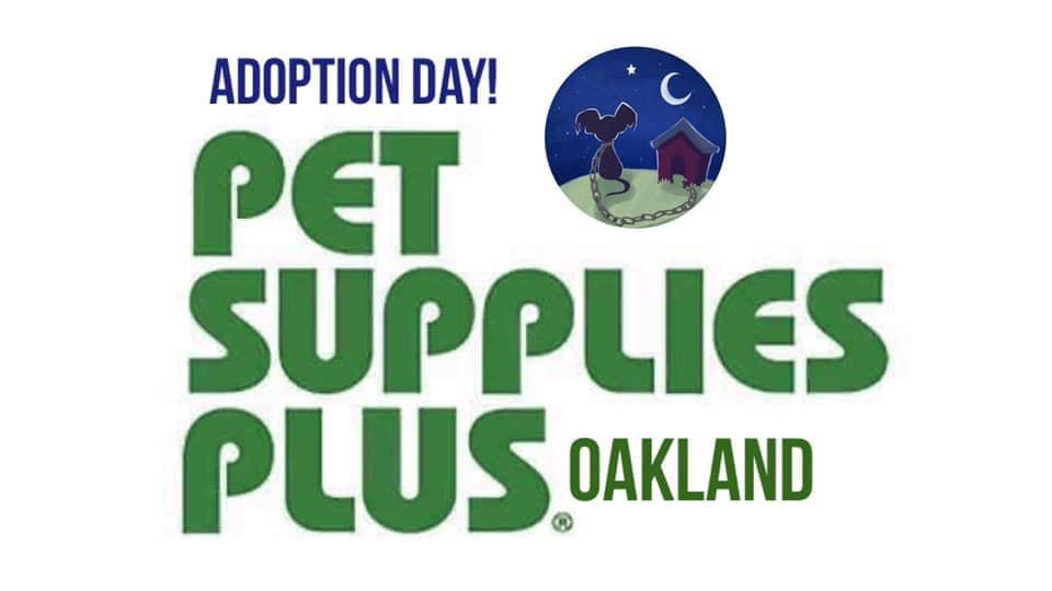 Adoption Day • Pet Supplies Plus Oakland Northstar Pet Rescue