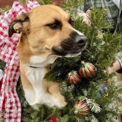 2025 Annual Wreath Sale